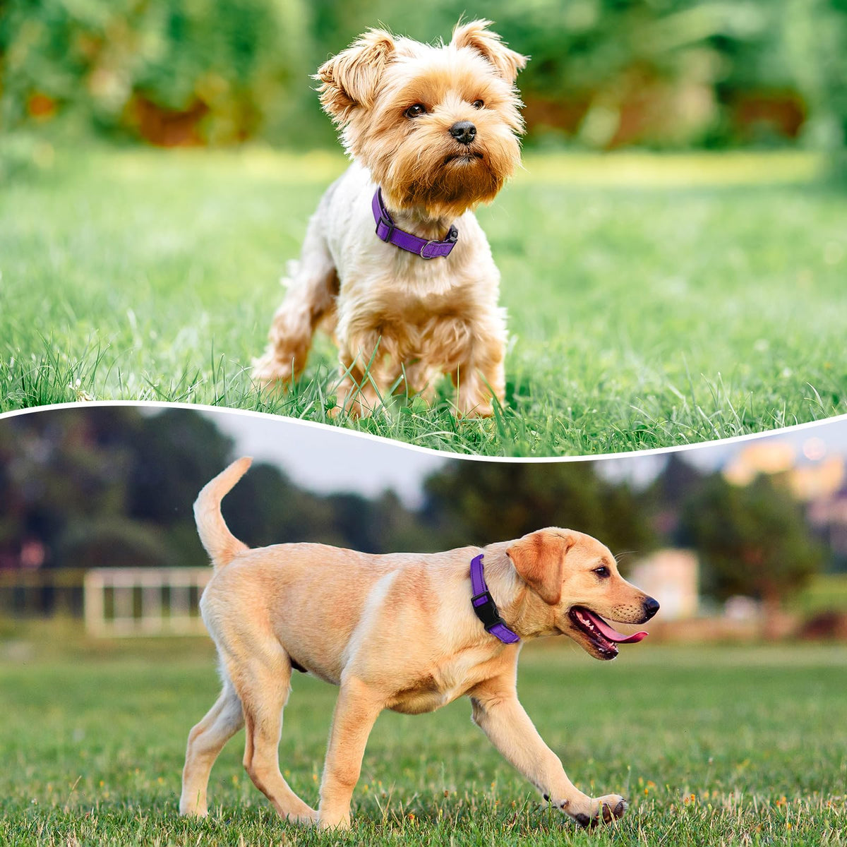 Reflective Adjustable Nylon Dog Collar Y854895