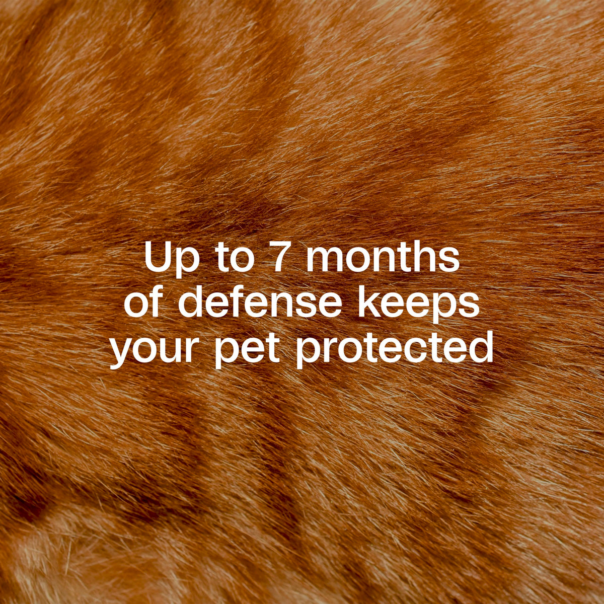 Adjustable Flea & Tick Collar for Cats B90288